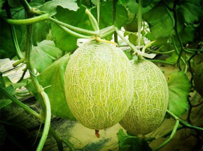 濟南市振興十大農業(yè)特色產業(yè)暨&ldquo;菜籃子&rdquo;工程現(xiàn)場推進會走進刁鎮(zhèn)